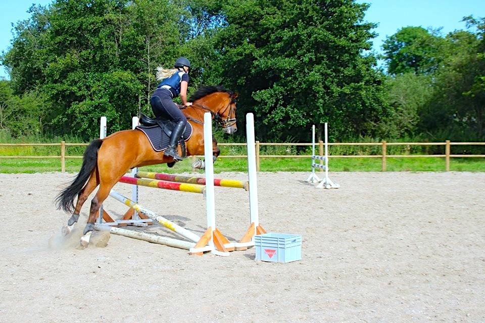 New Forest Fuglekildes Macoy billede 11