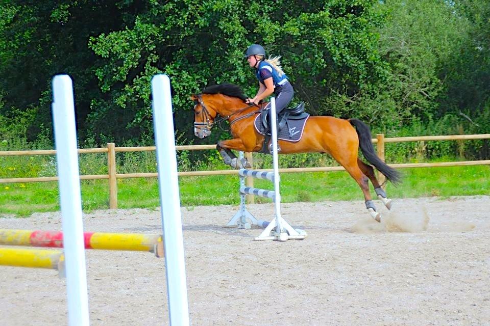 New Forest Fuglekildes Macoy billede 5