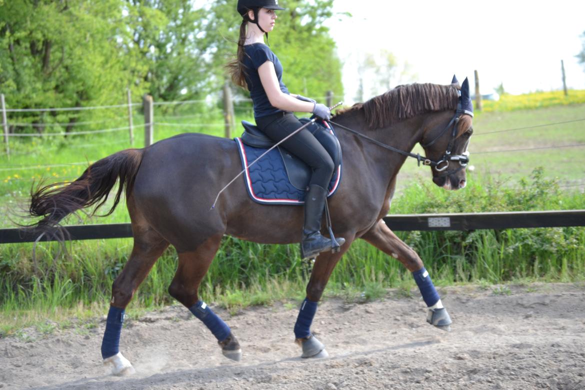 Welsh Partbred (Sec F) Mølgaards Comtessa - Dressur 2014 (Bemærk at det er i en springsadel, derfor min grimme opstilling)  billede 8