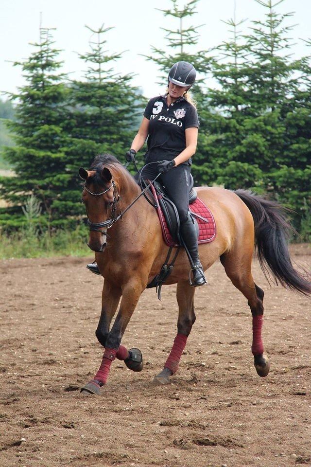 Dansk Varmblod Elmegårds Comma RIP billede 4