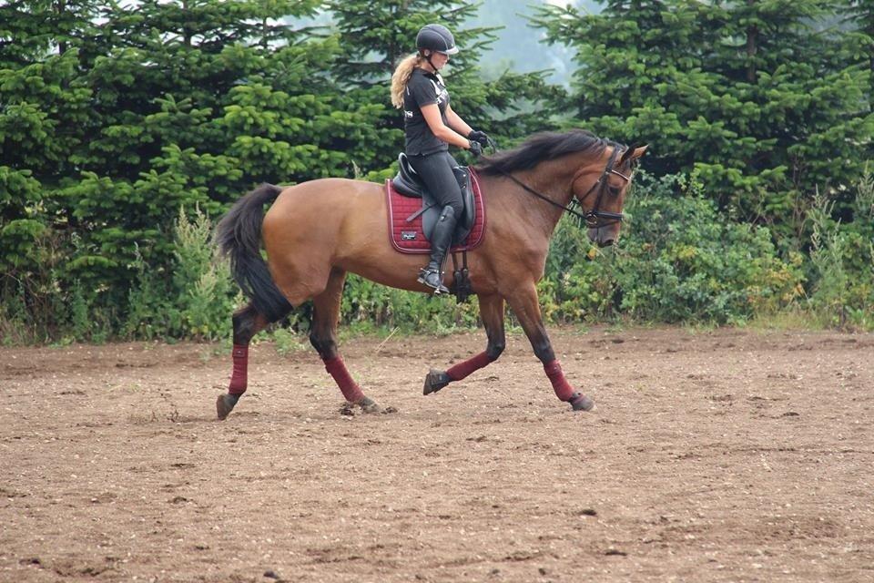 Dansk Varmblod Elmegårds Comma RIP billede 10