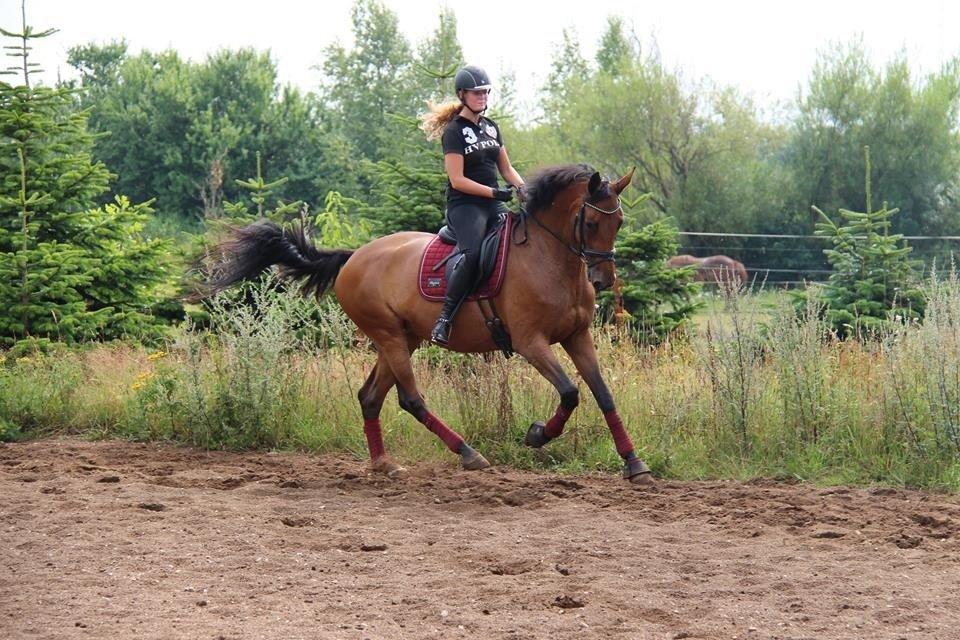 Dansk Varmblod Elmegårds Comma RIP billede 1