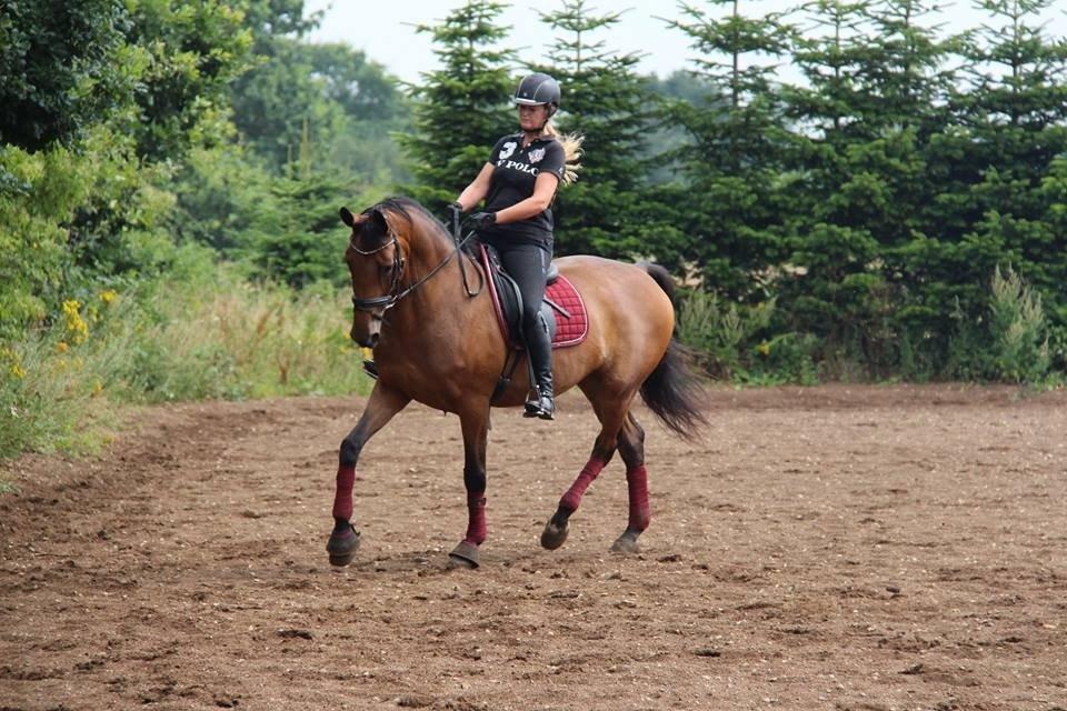 Dansk Varmblod Elmegårds Comma RIP billede 3