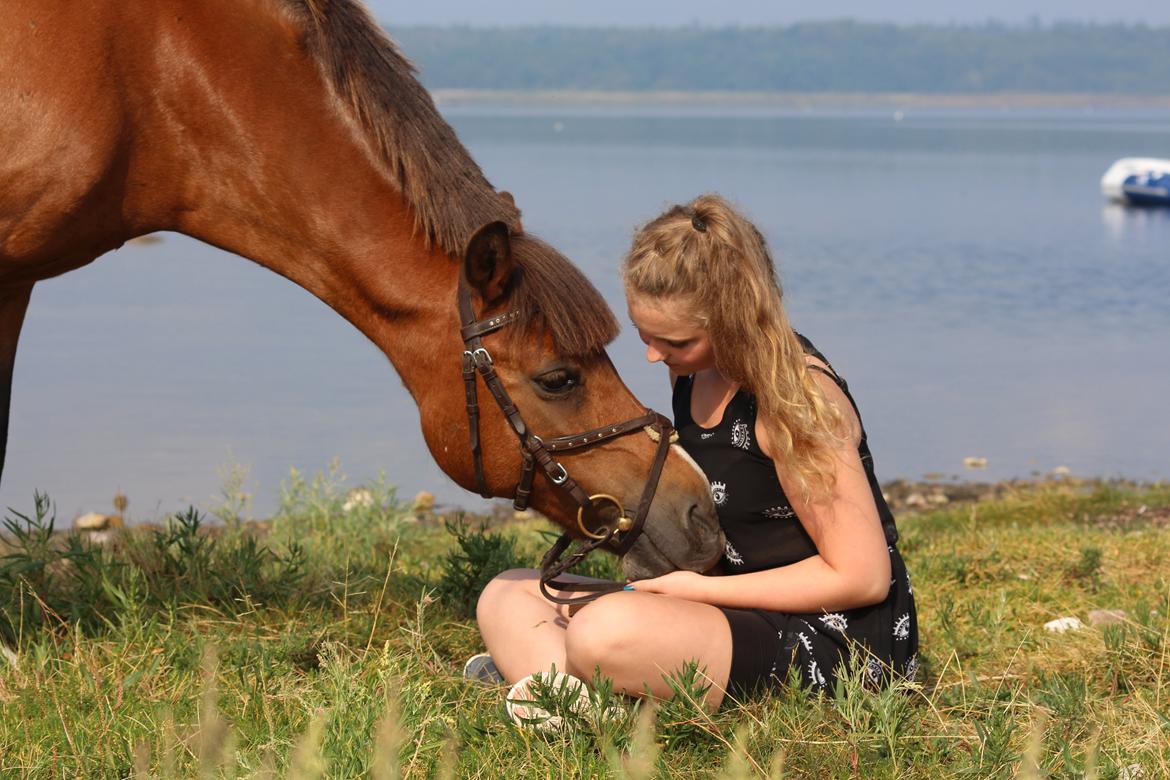 New Forest Stella Nova - R.I.P. 30/7-14  billede 1