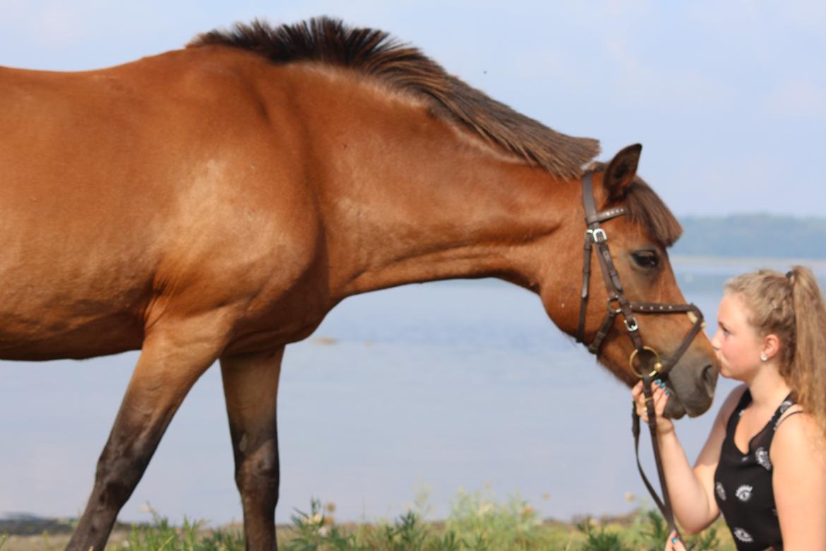 New Forest Stella Nova billede 16