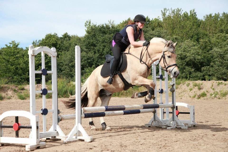 Fjordhest Carlos Sax billede 12