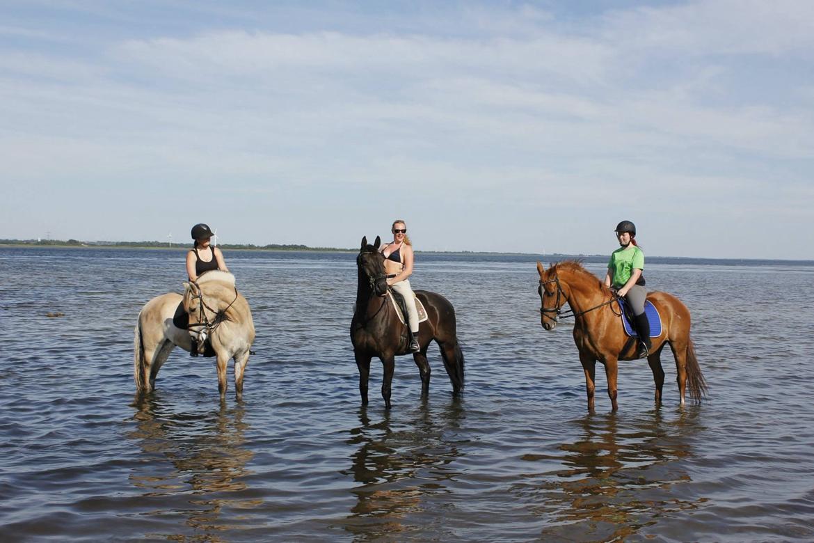 Fjordhest Carlos Sax - Hesteskoen juli 2014 billede 13
