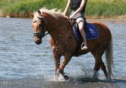 Anden særlig race Rainy June billede 8