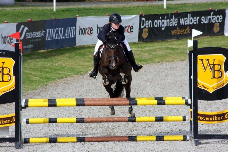 Hollandsk Sportspony | Radec<3 | (Toblerone) billede 16