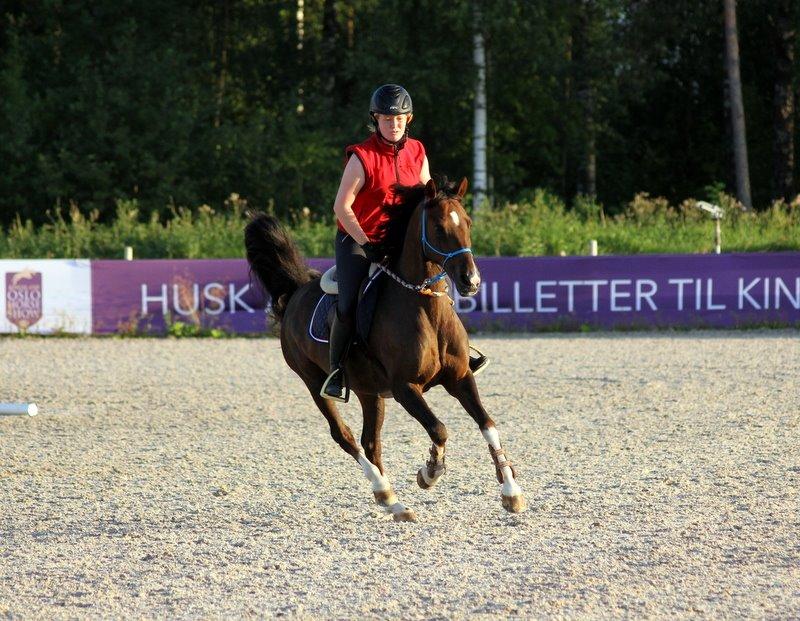 Hollandsk Sportspony | Radec<3 | (Toblerone) billede 20