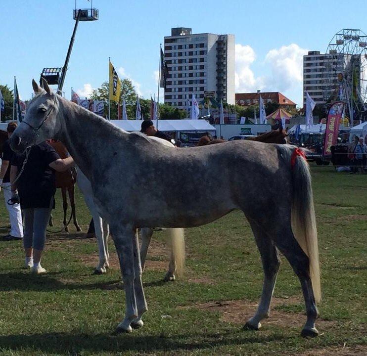 Arabisk fuldblod (OX) Cassie ox billede 22