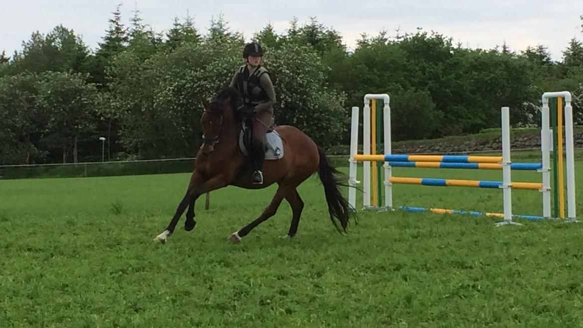 Dansk Varmblod Chilli Nørrekær billede 4