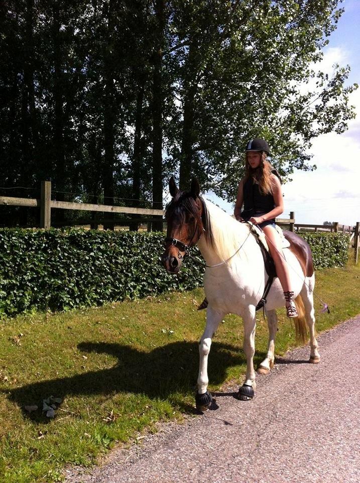 Pinto Gaasdal's Dushess *dysse* My everything billede 16