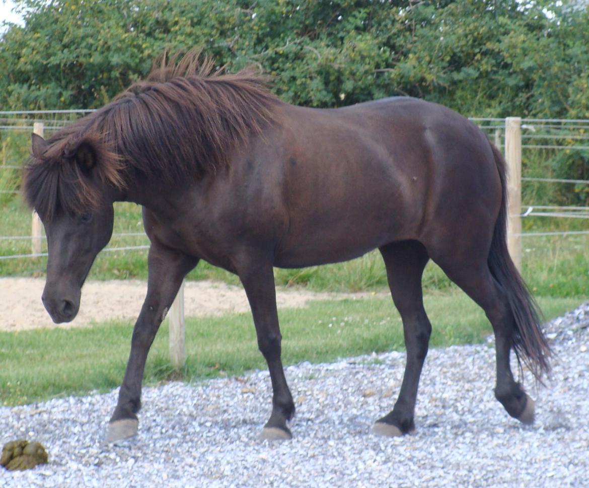 Islænder Fina fra Døesbæk billede 17