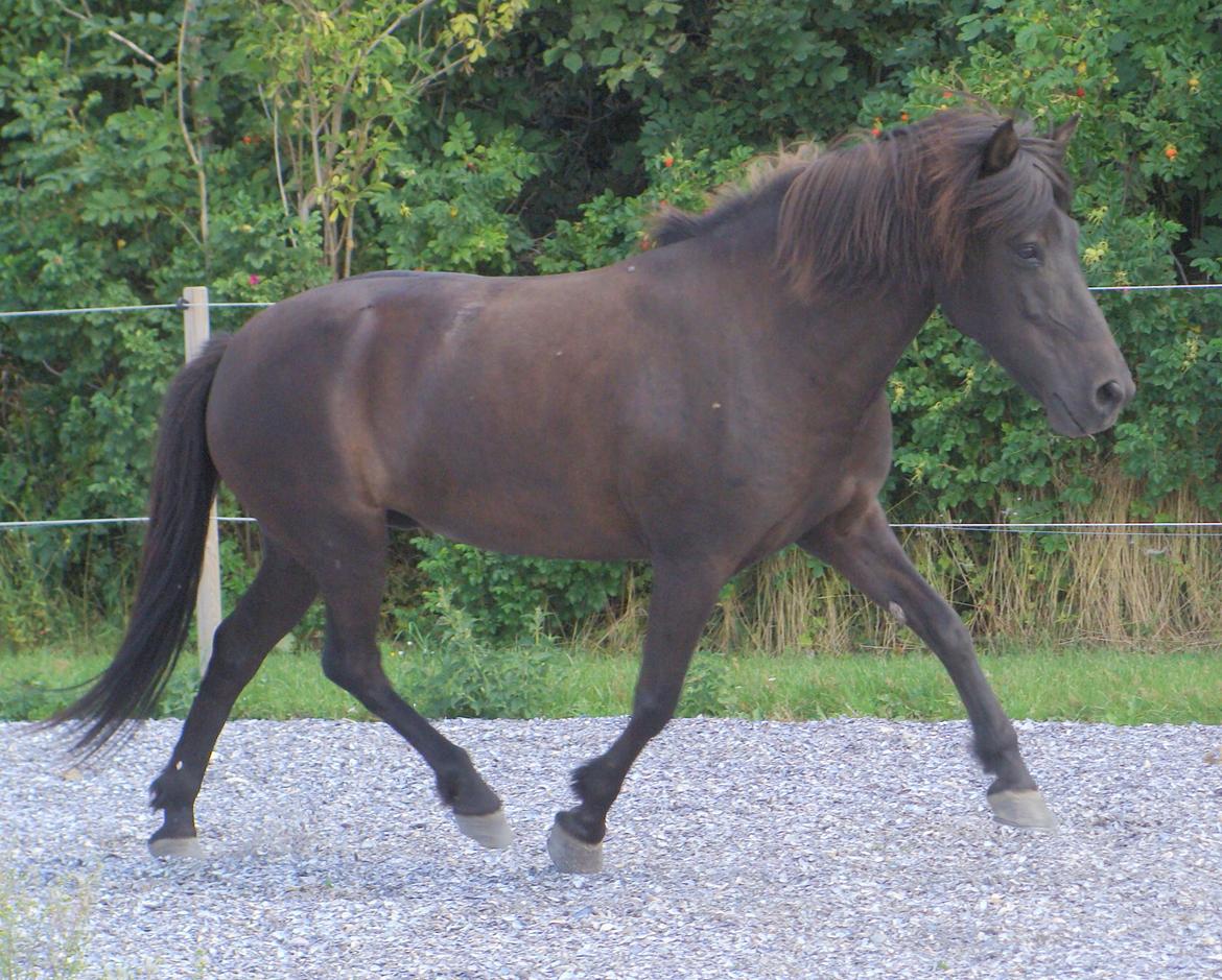Islænder Fina fra Døesbæk billede 9