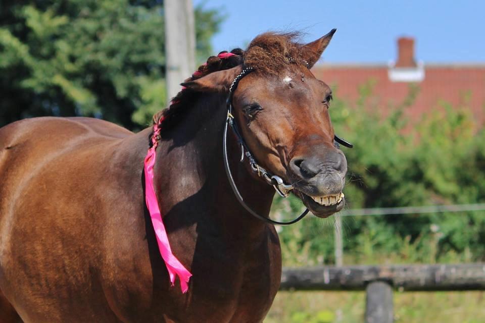 Shetlænder Sofus billede 21