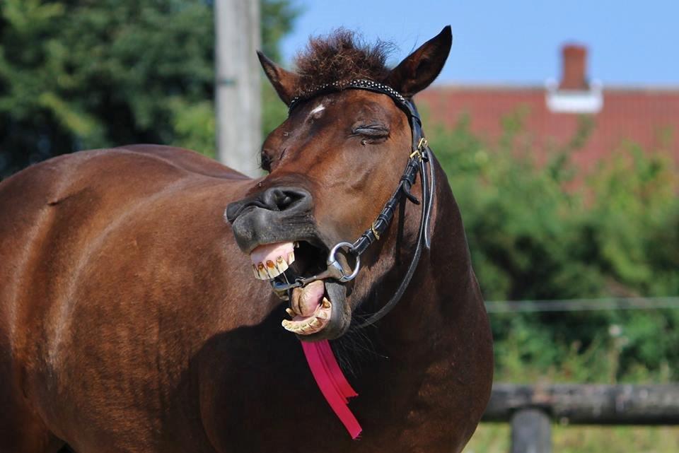 Shetlænder Sofus billede 4