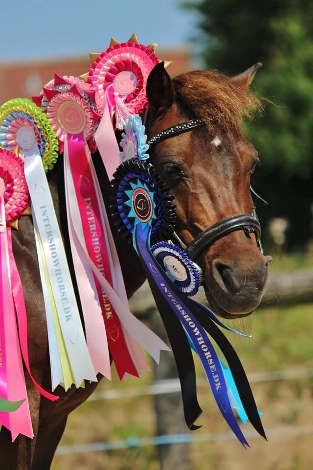 Shetlænder Sofus billede 11