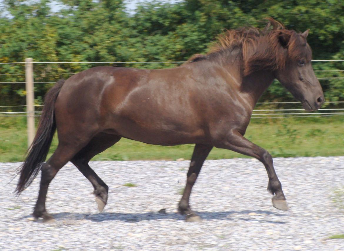 Islænder Fina fra Døesbæk billede 19
