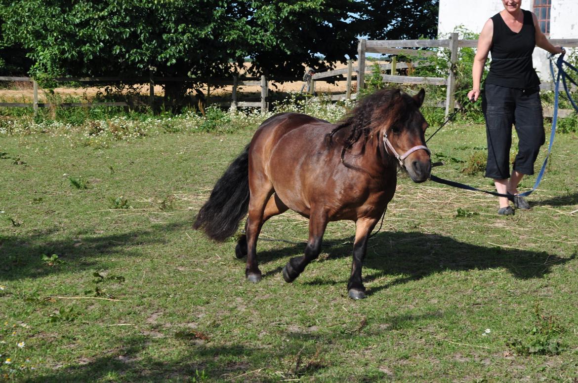 Shetlænder Felina Singerholm - Lille Trold løber stærkt(i følge hende selv) <3 billede 8