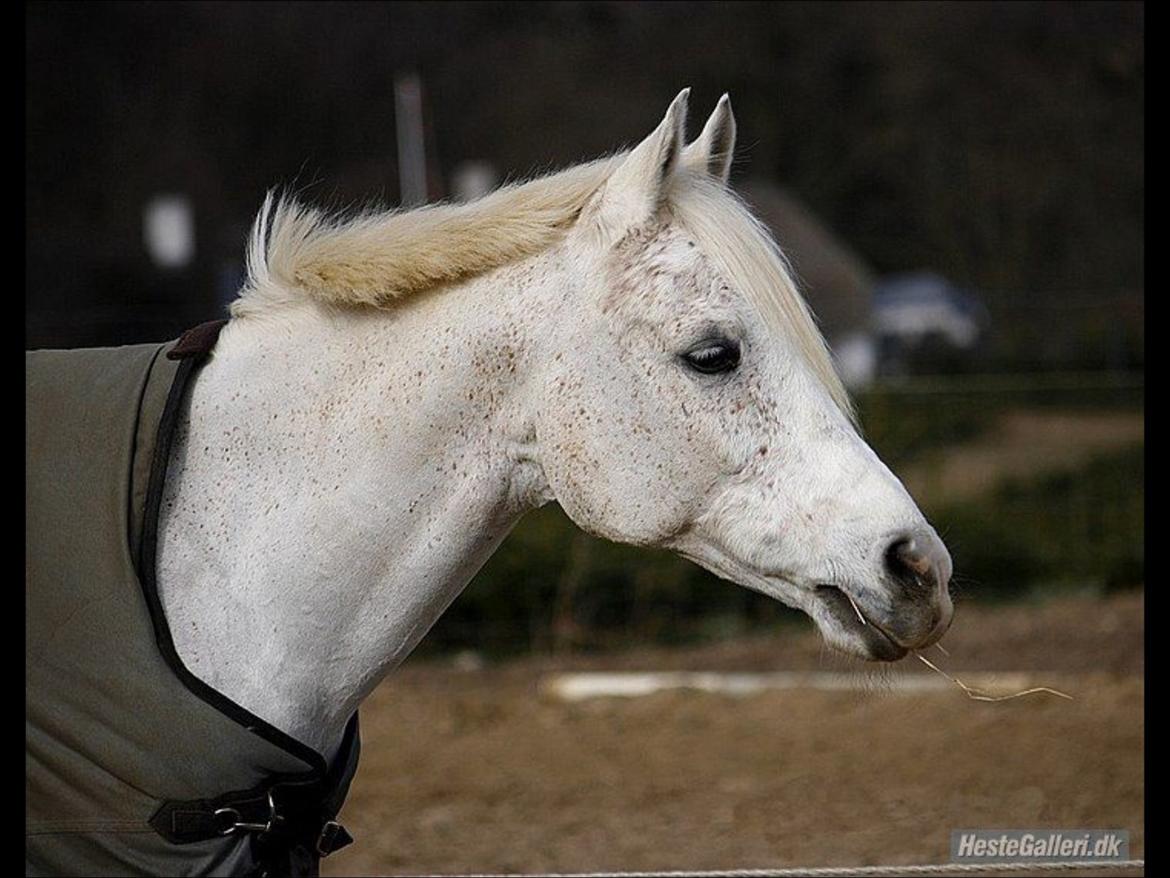 Anden særlig race White boy billede 8