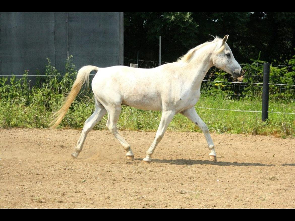 Anden særlig race White boy billede 9
