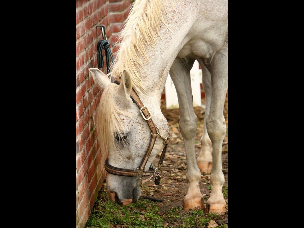 Anden særlig race White boy billede 10