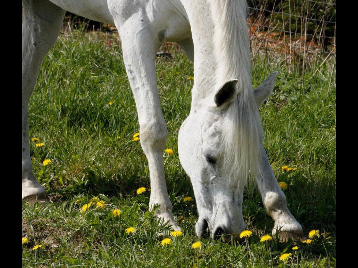 Anden særlig race White boy billede 13