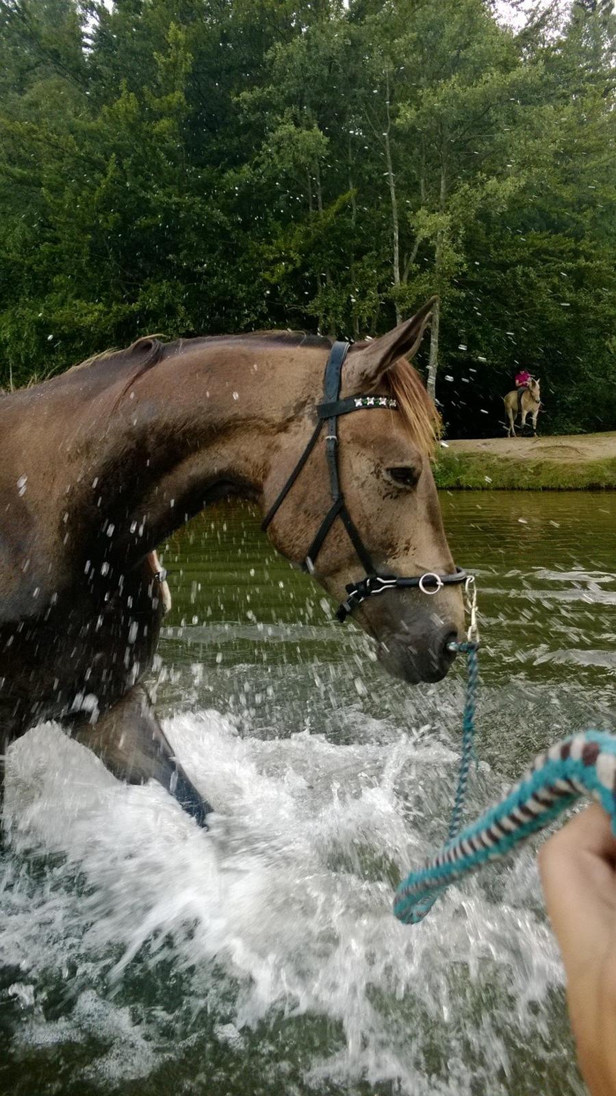 Anden særlig race Klitgaards Maximilian*R.I.P* - Første tur til søen, Juli 2014 <3 billede 1