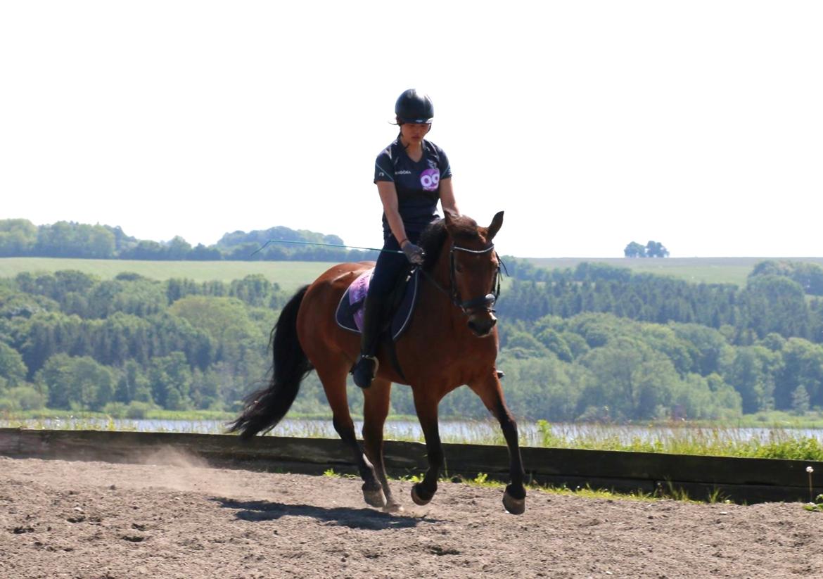 Anden særlig race Minnie billede 11