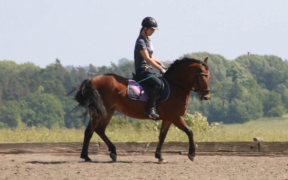 Anden særlig race Minnie billede 5