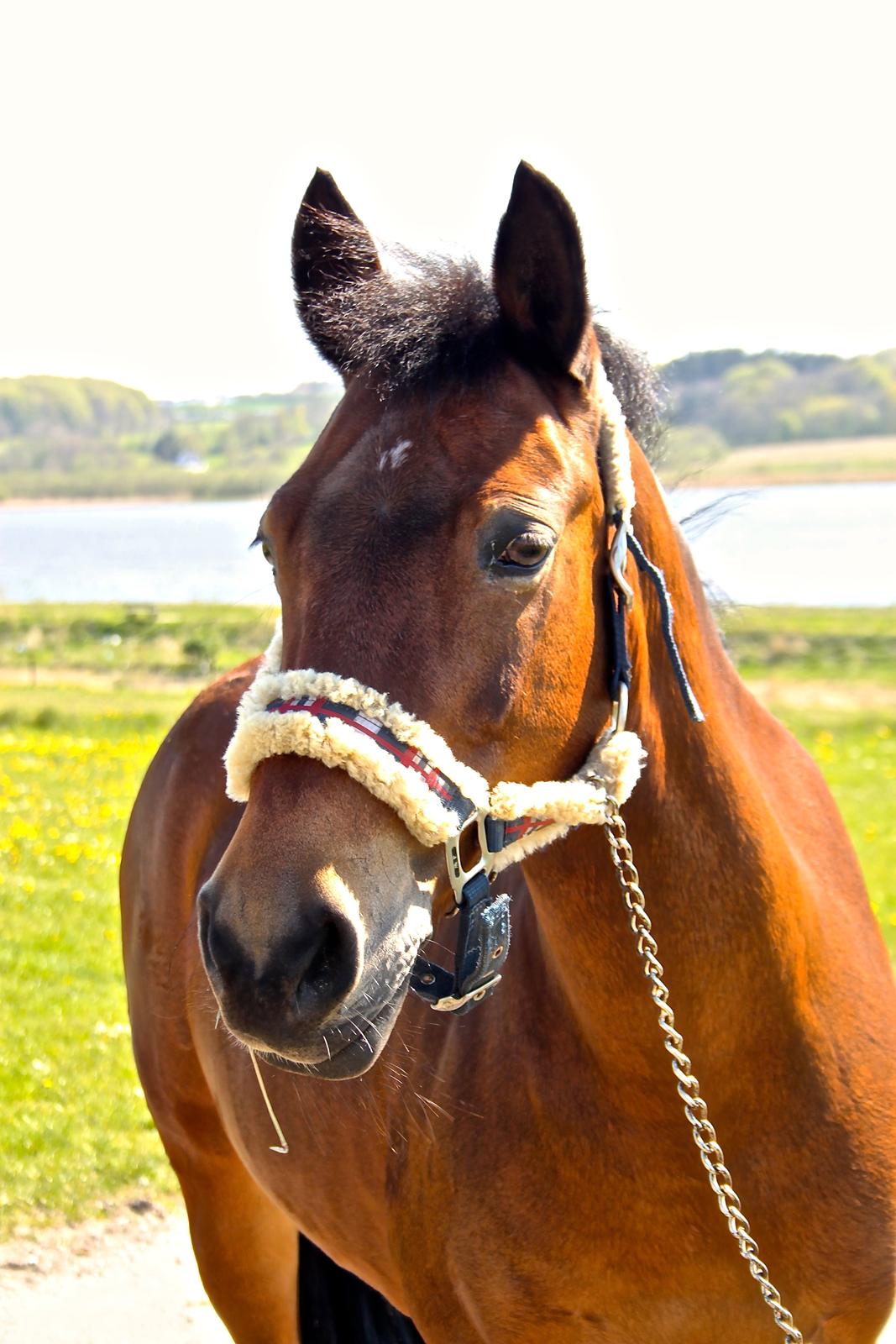 Anden særlig race Minnie - i go to seek a great perhaps billede 3