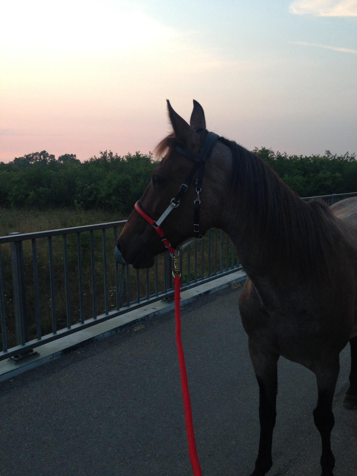 Standardbred Racing devil billede 5