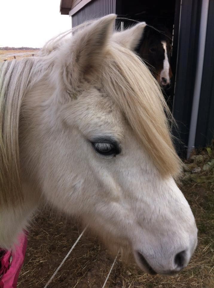 Anden særlig race Laika - Laika. Vinteren 2013 billede 2