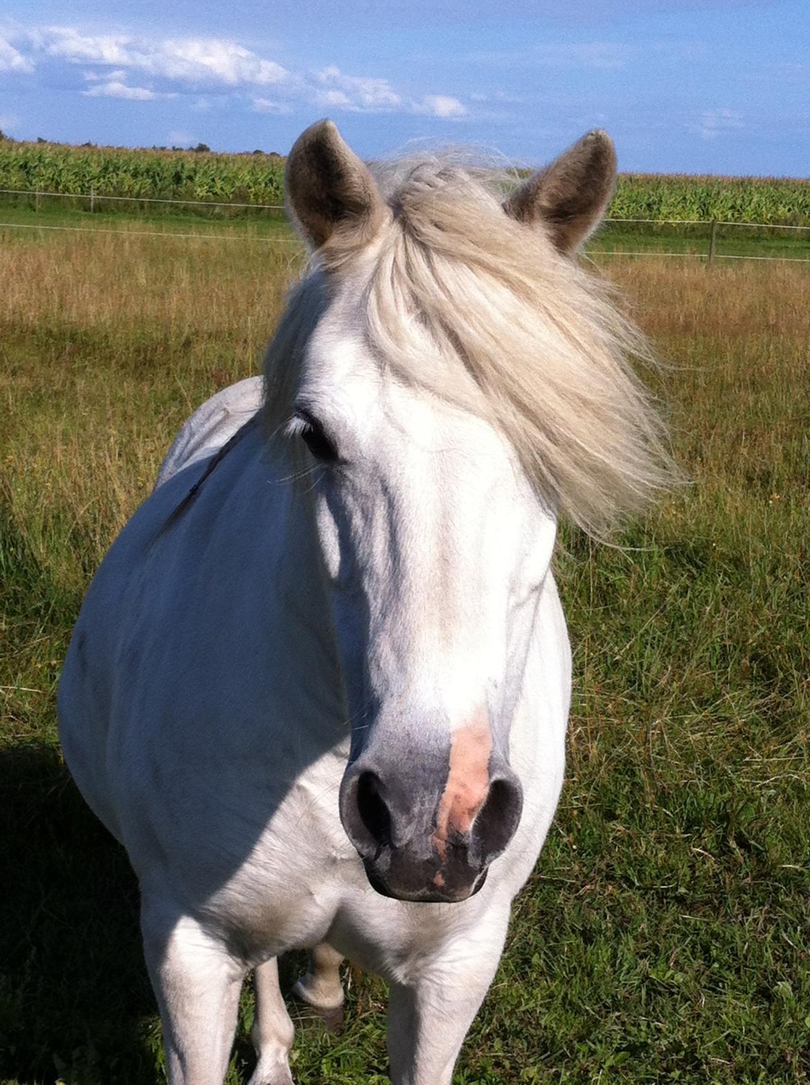 Anden særlig race Laika - Laika. 2014 billede 5