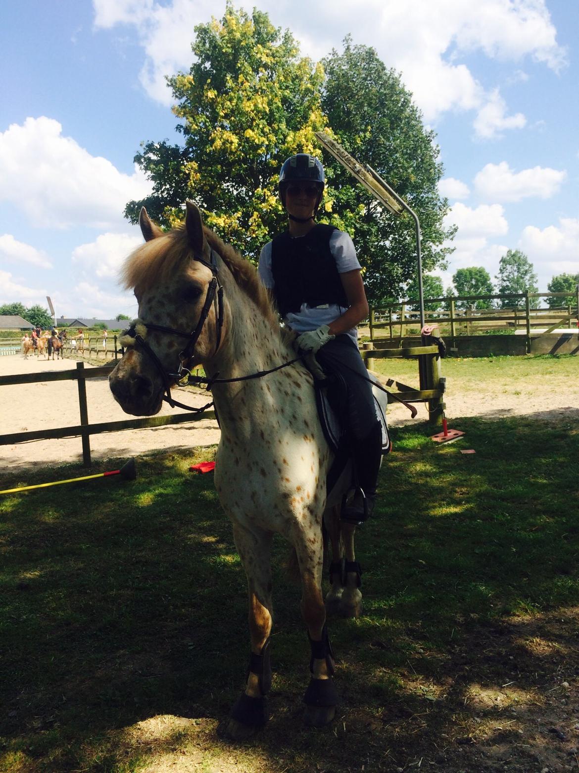 Knabstrupper Hidalgo | Stjerneponyen (tidl. part) billede 5