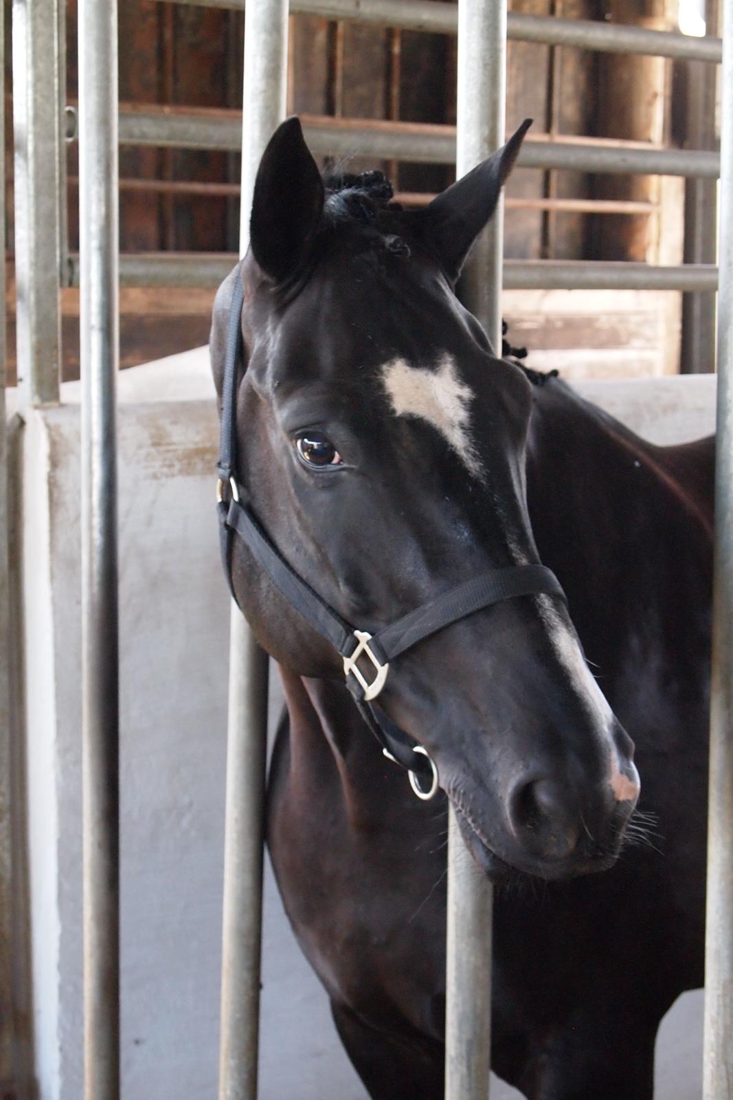 Dansk Varmblod Rosalia Rose - Hun var så fint flettet op da vi skulle hente hend! Foto: Michelle billede 7