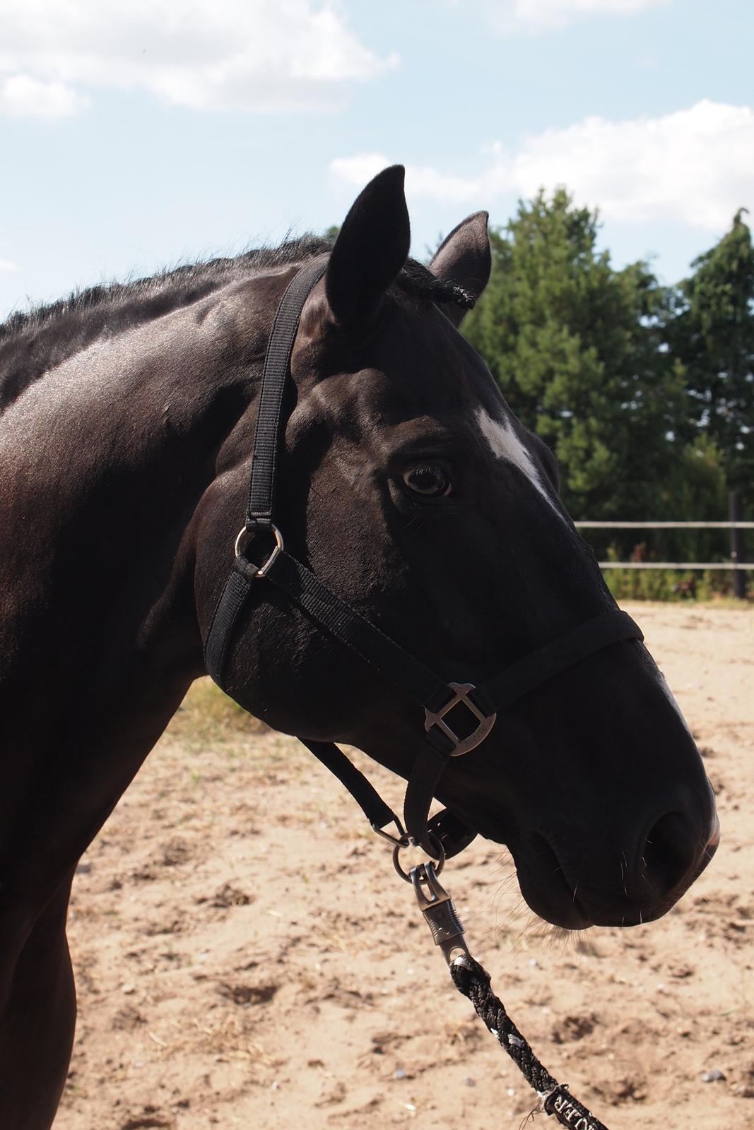 Dansk Varmblod Rosalia Rose - Foto: Michelle billede 8