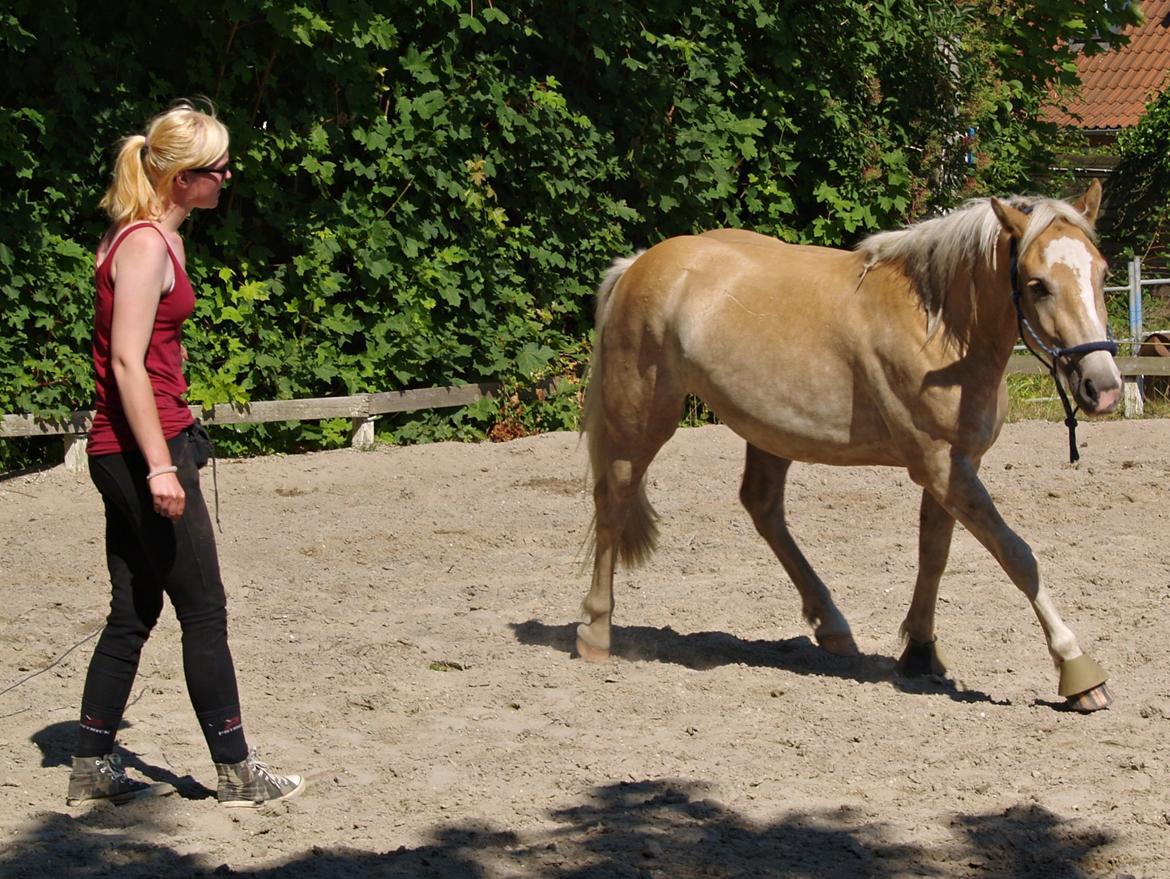 Haflinger Adobe - løs longering!  billede 5