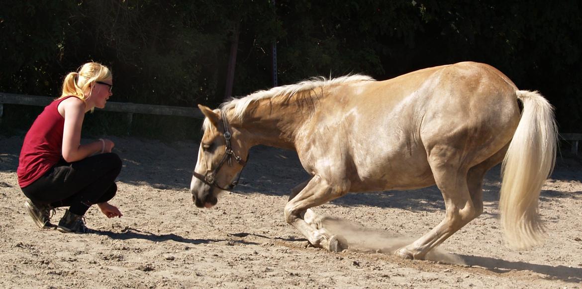 Haflinger Adobe - træner ligge ned!  billede 6