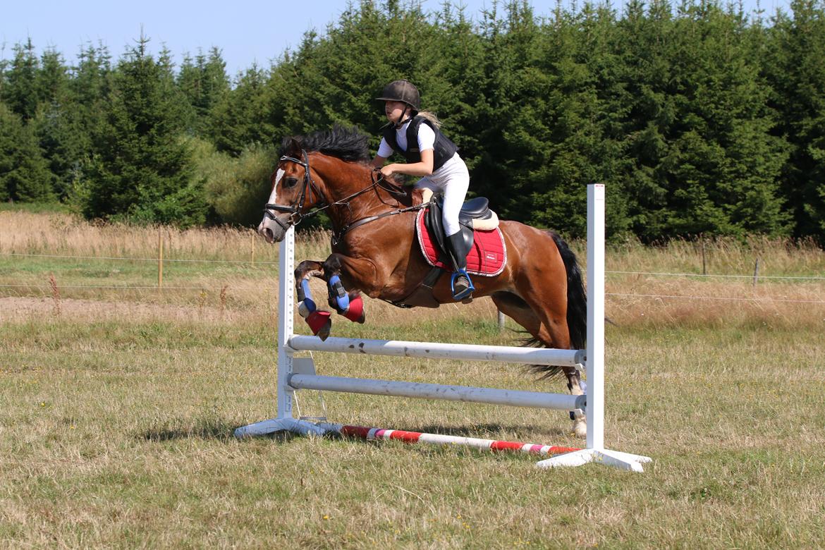 Welsh Cob (sec D) Barnabus - 2 første pladser springstævne på ridelejr billede 1