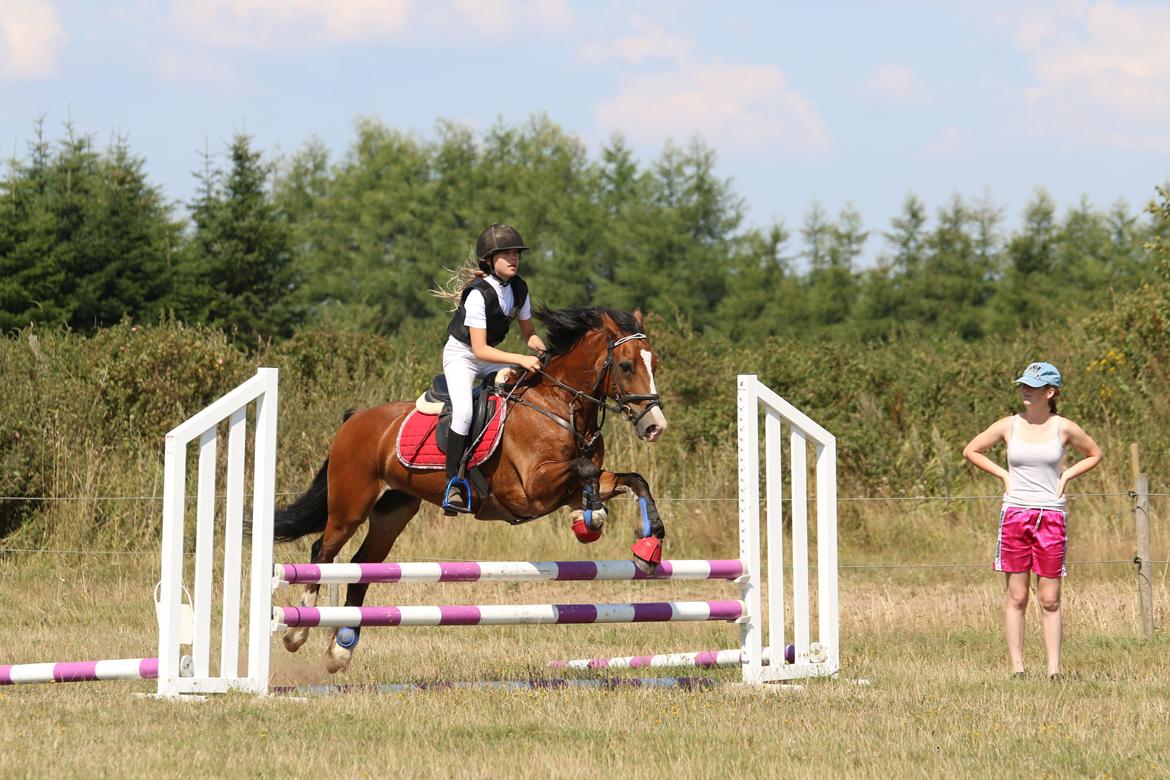 Welsh Cob (sec D) Barnabus - Ridelejr hvor vi springe og får 2 1. pladser billede 2