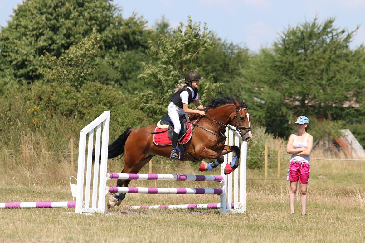 Welsh Cob (sec D) Barnabus - Ridelejr hvor vi springer billede 3