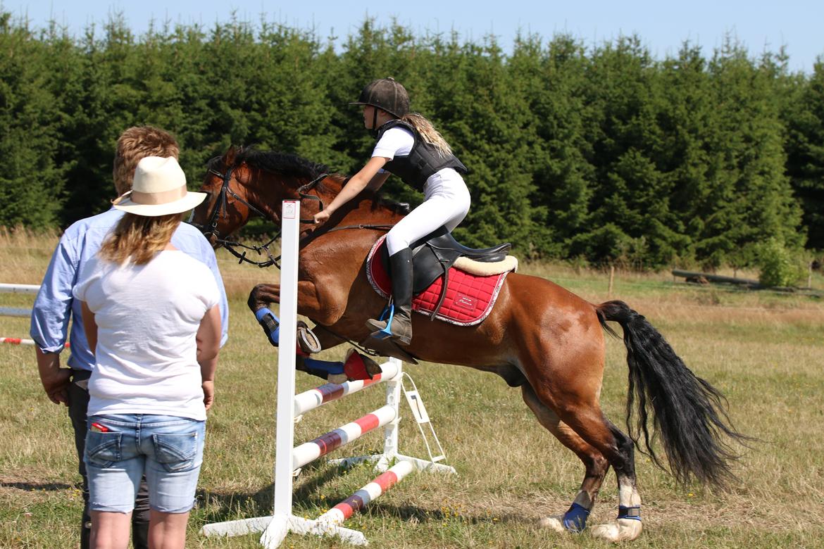 Welsh Cob (sec D) Barnabus - Ridelejr og vi springer  billede 4