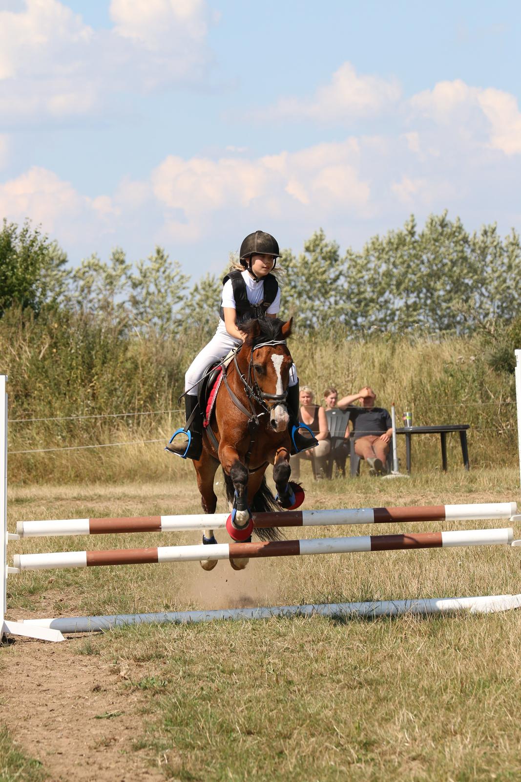 Welsh Cob (sec D) Barnabus - Ridelejr billede 5