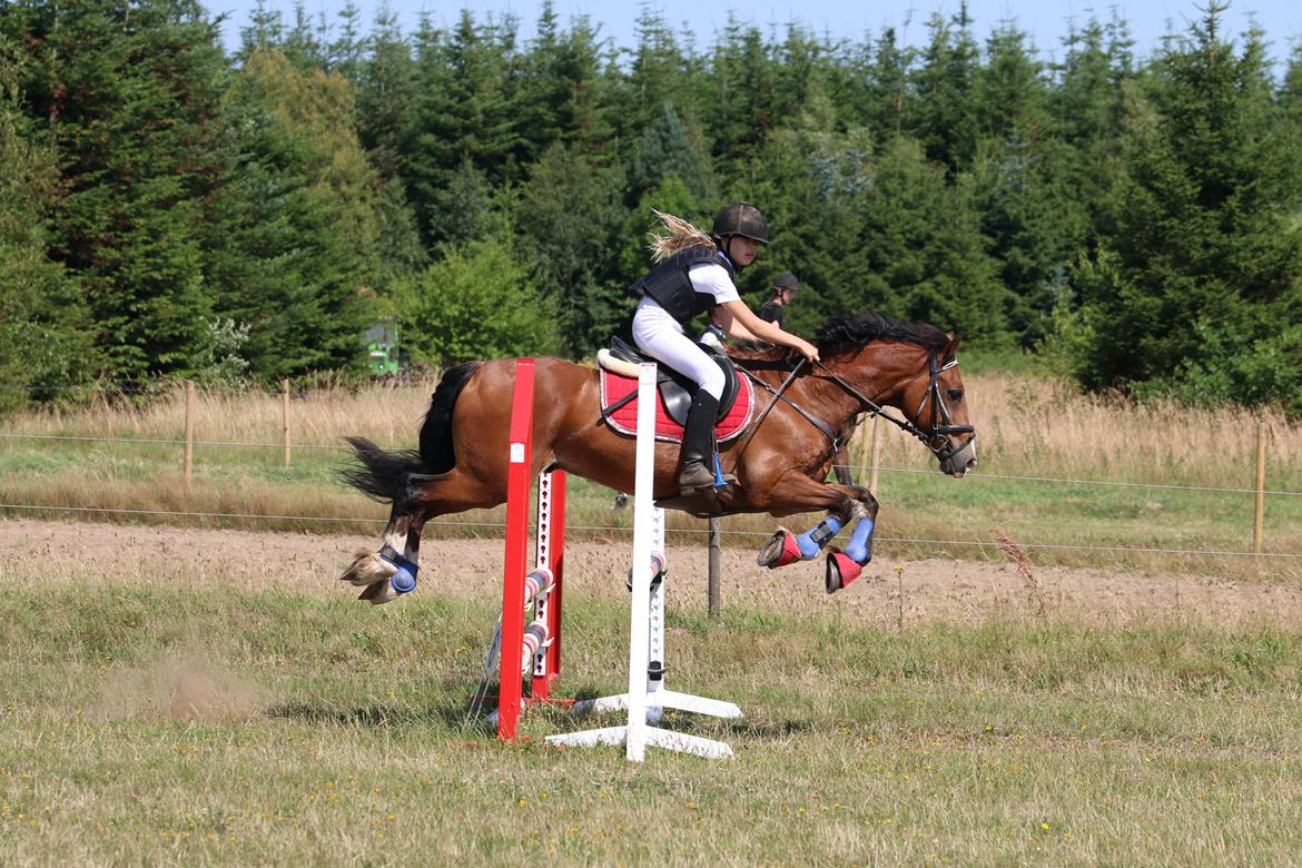 Welsh Cob (sec D) Barnabus - Vi springer på ridelejr billede 6