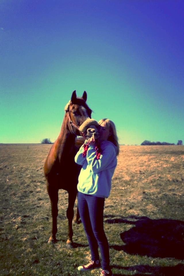 Arabisk fuldblod (OX) Dancer <3 - Elsker dig<3 billede 2