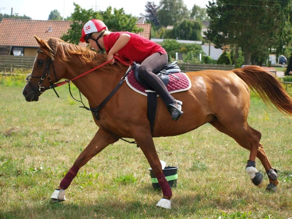 Arabisk fuldblod (OX) Dancer <3 billede 3