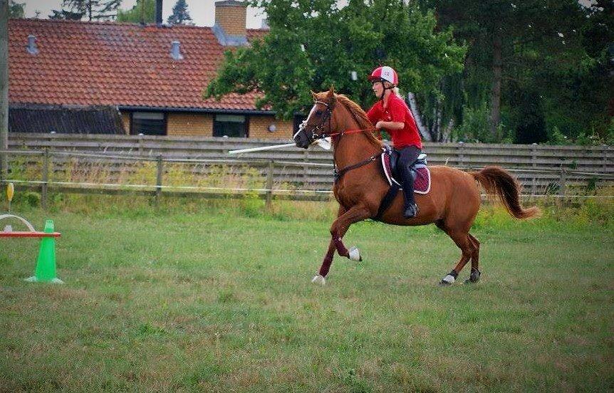 Arabisk fuldblod (OX) Dancer <3 billede 6