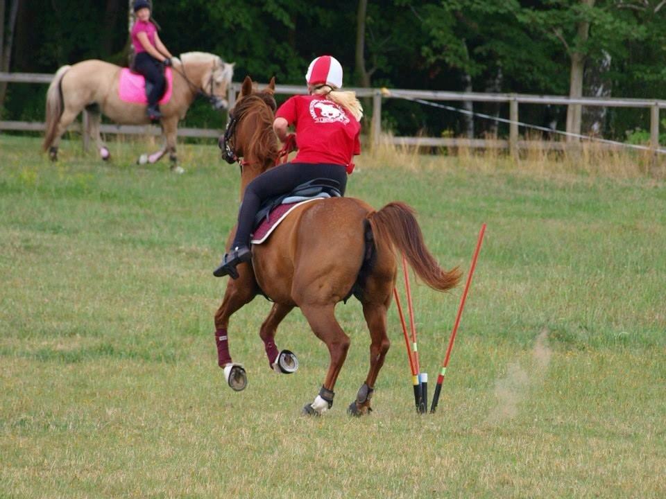 Arabisk fuldblod (OX) Dancer <3 billede 7